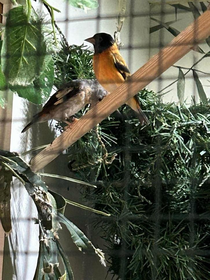 Kapoetsensijzen, Dieren en Toebehoren, Vogels | Overige Vogels, Tropenvogel, Meerdere dieren, Geringd