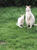 Kangoeroe, Dieren en Toebehoren, Januari, Meerdere dieren