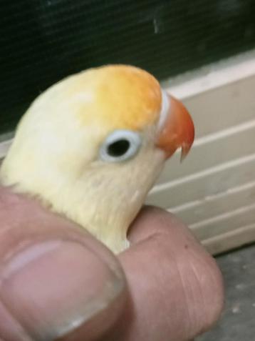 Prachtige piep jonge agapornis fisheri crème split INO man  beschikbaar voor biedingen