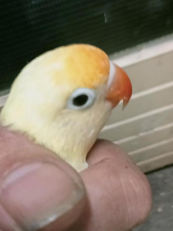 Prachtige piep jonge agapornis fisheri crème split INO man, Dieren en Toebehoren, Vogels | Parkieten en Papegaaien, Dwergpapegaai of Agapornis