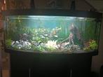Aqaurium juwel rio vision 450 liter compleet., Ophalen of Verzenden, Zo goed als nieuw, Gevuld zoetwateraquarium