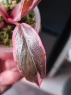 Philodendron Pink Princess Mutation, Huis en Inrichting, Kamerplanten, Ophalen of Verzenden, Halfschaduw, Minder dan 100 cm