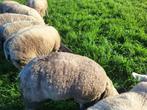 Ram texelaar, Dieren en Toebehoren, Schapen, Geiten en Varkens, Mannelijk, Schaap, 0 tot 2 jaar