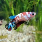Betta splendens vrouw, Dieren en Toebehoren, Vissen | Aquariumvissen, Vis