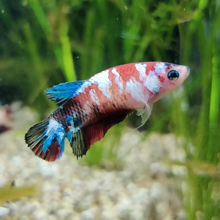 Betta splendens vrouw, Dieren en Toebehoren, Vissen | Aquariumvissen, Vis