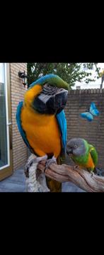 Ara blauw geel TAM.met hele grote kooi enz, Dieren en Toebehoren, Vogels | Parkieten en Papegaaien, Papegaai