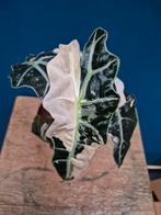 Alocasia Amazonica Snowflake p12 (2), Ophalen of Verzenden, Halfschaduw, Minder dan 100 cm