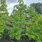 Amberboom, Ophalen, Volle zon
