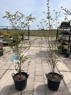 Cornus Kousa kornoelje, “China Girl” meerstammig 175/200 cm, Tuin en Terras, Overige soorten, Ophalen of Verzenden