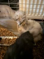 Usa zijdehoenders, Dieren en Toebehoren, Pluimvee, Meerdere dieren, Kip