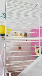 mooie  jonge  kanaries  3pop  en  twee  mannen 2025, Dieren en Toebehoren, Vogels | Kanaries