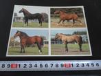 sticker PANINI Paard Paarden 119,120,126,128, Ophalen, Zo goed als nieuw, Bedrijf of Vereniging