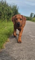 Rhodesian Ridgeback puppy’s met stamboom mogen nu verhuizen, Dieren en Toebehoren, Overige rassen, 8 tot 15 weken, Meerdere, Meerdere dieren