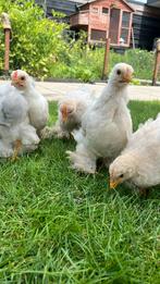 Prachtige kriel cochin haantjes,kleur isabel&poselein, Dieren en Toebehoren, Mannelijk, Kip