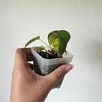 Philodendron Micans variegata stek, Ophalen of Verzenden, Minder dan 100 cm