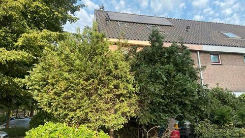 Snoeiwerk voor hovenier 6x hoge struik €50 november december, Tuin en Terras, Heggenscharen, Gebruikt, Elektrisch, Ophalen