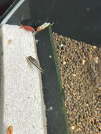 Vissen, garnalen en aquariumplanten  – alles in één keer, Vis