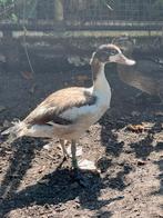 Bergeend jong, Dieren en Toebehoren, Geslacht onbekend, Eend