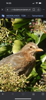 Merels, Dieren en Toebehoren, Vogels | Overige Vogels, Vrouwelijk, Geringd, Tropenvogel