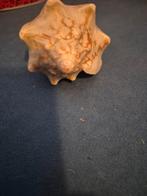 Mooie decoratieve schelp, Huis en Inrichting, Overige materialen, Schaal, Ophalen of Verzenden, Zo goed als nieuw