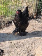 2 mooie grote brahma hennen, Dieren en Toebehoren, Pluimvee, Vrouwelijk, Kip