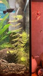 Aquarium zuurstof plant zoetwater, Dieren en Toebehoren, Vissen | Aquaria en Toebehoren, Verzenden, Nieuw, Plant(en), Steen of Hout