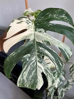 Monstera albo variagata, Ophalen of Verzenden, Halfschaduw, Minder dan 100 cm