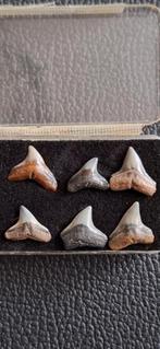 Setje fossiele haaientanden uit Usa, Ophalen of Verzenden