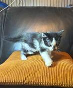 Mooie kitten te koop, Dieren en Toebehoren, Katten en Kittens | Overige Katten, Meerdere dieren, Kortharig, 0 tot 2 jaar