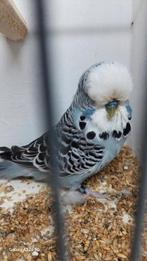 Engelse parkieten, Dieren en Toebehoren, Vogels | Parkieten en Papegaaien, Meerdere dieren, Parkiet