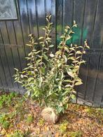 Olijfwilg 100-125 cm direct beschikbaar, Ophalen of Verzenden, Overige soorten, Haag, 100 tot 250 cm