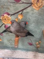 Charcoal zebravinken, Dieren en Toebehoren, Vogels | Overige Vogels, Meerdere dieren, Tropenvogel