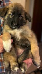3 Herder pups mogen naar hun nieuwe thuis., Dieren en Toebehoren, Rabiës (hondsdolheid), 8 tot 15 weken, Meerdere, Meerdere dieren