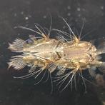 Pantodon buchholzi, Dieren en Toebehoren, Vissen | Aquariumvissen, Vis