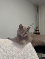 Brits korthaar poes, Dieren en Toebehoren, Katten en Kittens | Raskatten | Korthaar, Poes