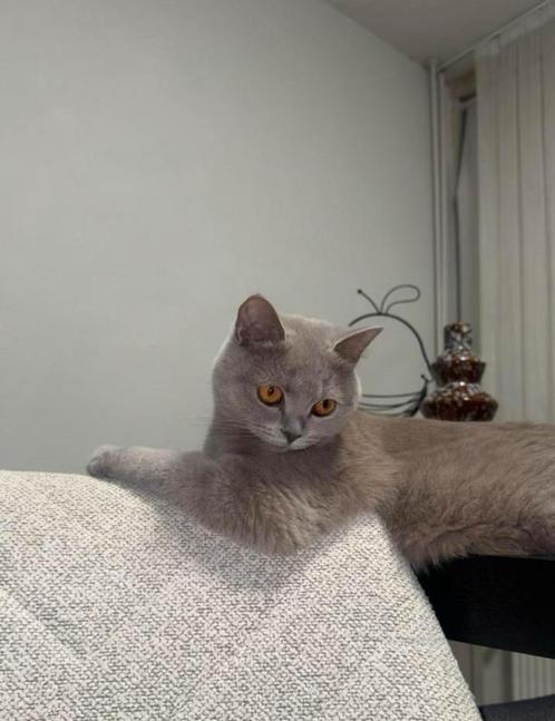 Brits korthaar poes, Dieren en Toebehoren, Katten en Kittens | Raskatten | Korthaar, Poes