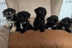 Jack Russel x Boomer pups zoeken een liefdevol thuis, Dieren en Toebehoren, Overige rassen, 8 tot 15 weken, Parvo, Meerdere