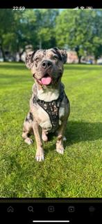 Amerikaanse bully XL te koop, Rabiës (hondsdolheid), Reu, 1 tot 2 jaar, Bulldog