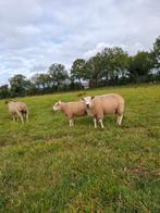 Dekram, Dieren en Toebehoren, Schapen, Geiten en Varkens, Mannelijk, Schaap