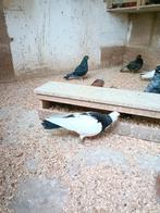 Prager tuimelaars, Meerdere dieren, Tuimelaar of Roller