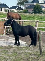 Shetlander te koop, Ruin