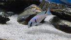 Malawi Cichliden: Placidochromis Electra Koppel., Dieren en Toebehoren, Vissen | Aquariumvissen, Vis