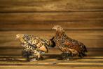 Nederlandse sabelpoot krielkip | Rustig en tam, geënte kip, Dieren en Toebehoren, Pluimvee, Kip, Meerdere dieren