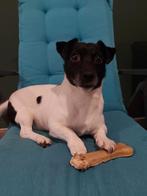 Goed tehuis gezocht jack russel, Particulier, 6 jaar of ouder, Jack Russell Terriër, Nederland