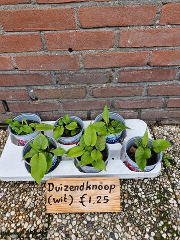 Witte duizendknoop planten beschikbaar voor biedingen