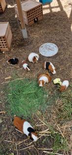 Per stuk 10€ geboren 20.07.2025 het zijn 3 stuks, Dieren en Toebehoren, Knaagdieren, Cavia, Juli, Meerdere dieren, Tam