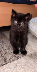 2 Kittens 2 maand oud, Dieren en Toebehoren, Meerdere dieren