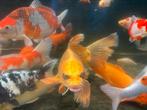 Prachtige butterfly koi +/- 45cm!, Vis