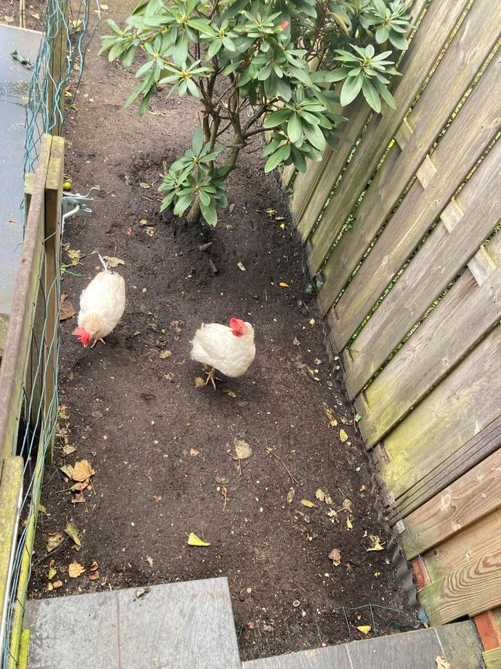 Gratis kippen (2 hennen), Dieren en Toebehoren, Pluimvee, Kip, Vrouwelijk