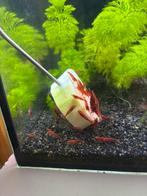 Neocaridina davidi- vuurgarnaal - red cherry shrimp, Kreeft, Krab of Garnaal